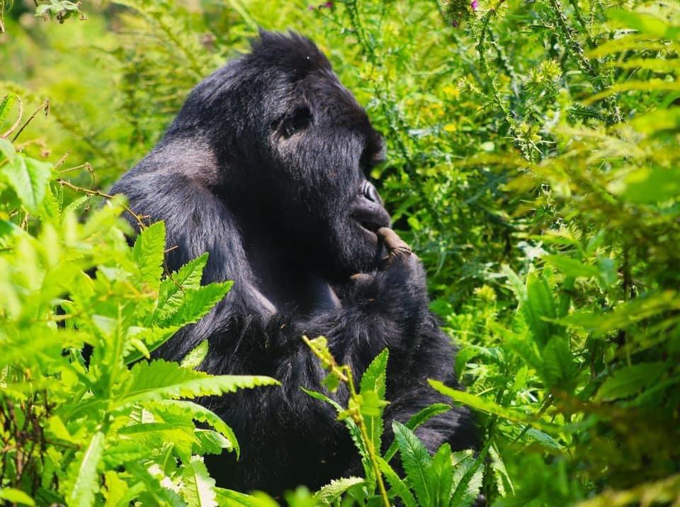 14 Days Rwanda & Uganda Adventure Safari