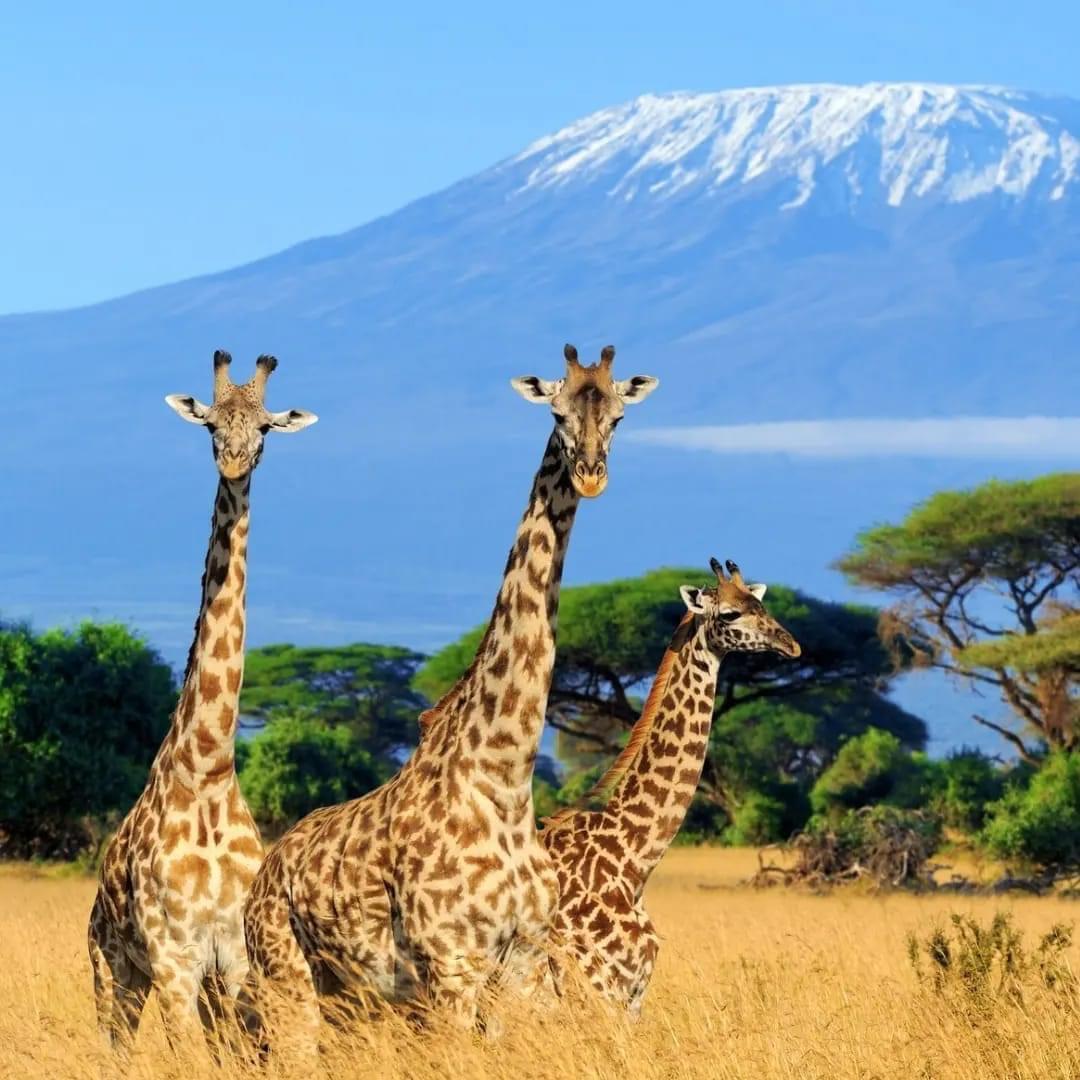 10 Days Tanzania, Zimbabwe & Botswana