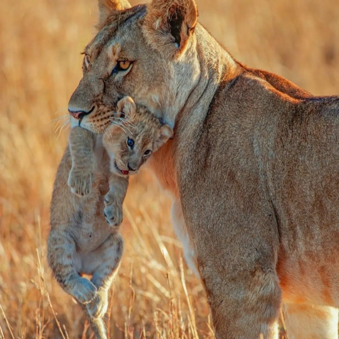 Kenya and Tanzania Safari