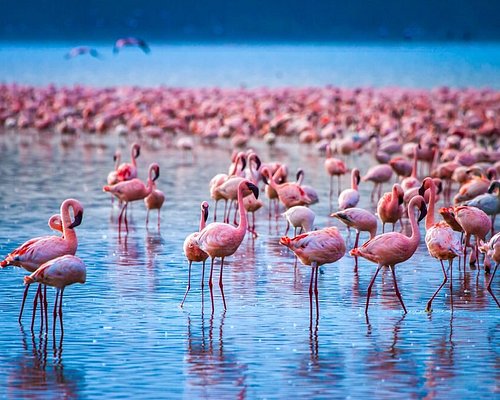 Uganda-Kenya-Tanzania Itinerary