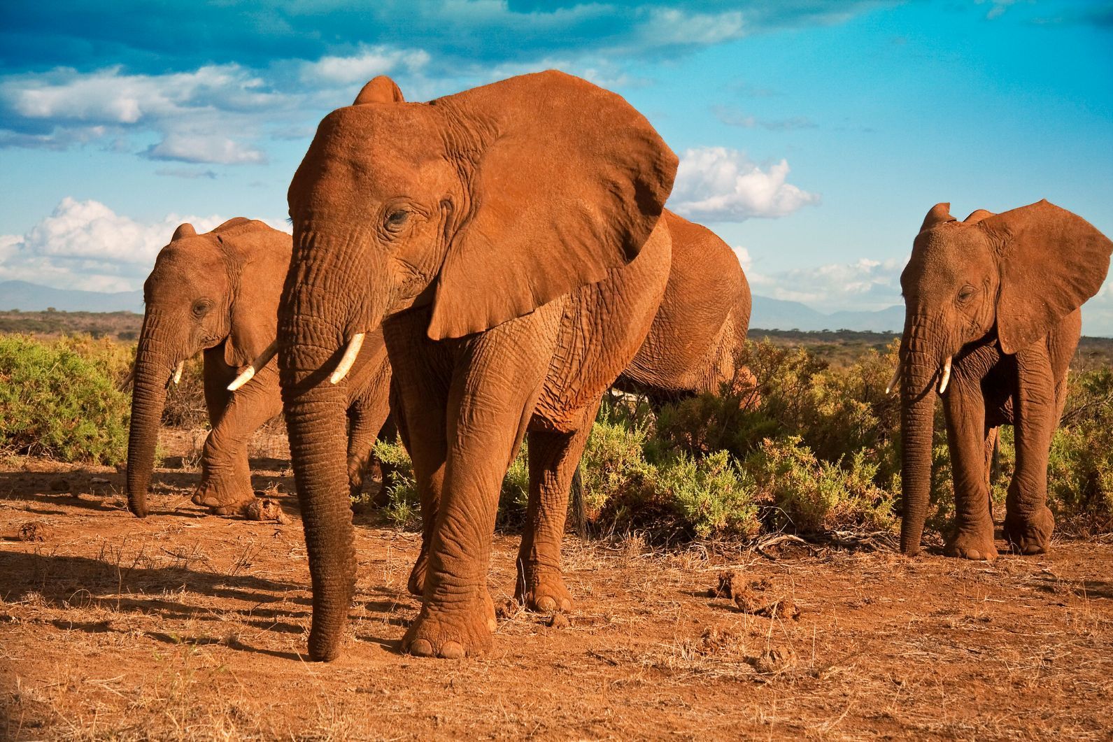 files/Kenya-elephants-on-safari--1.jpg